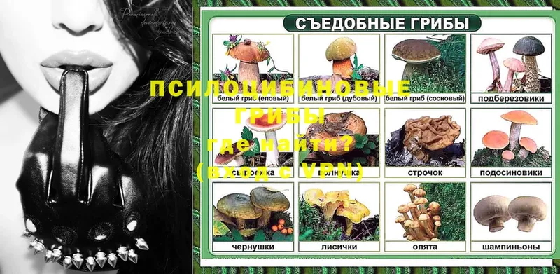 Псилоцибиновые грибы Psilocybe  Ступино 